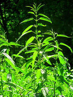 Stinging Nettle: A Wild Herb Worth Knowing