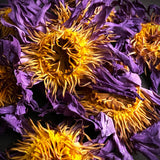 Blue Lotus Petals and Stamens