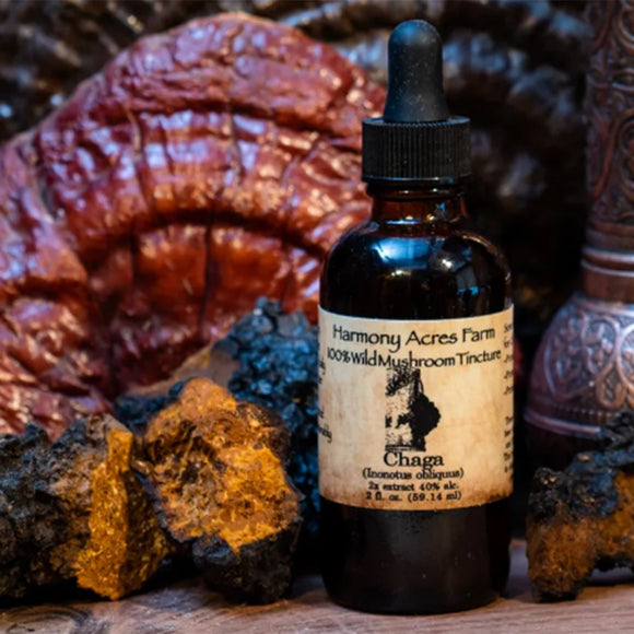 Wild Chaga Mushroom Tincture